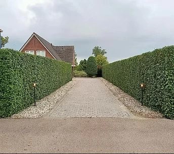 Tuinonderhoud | Minnema Tuinaanleg